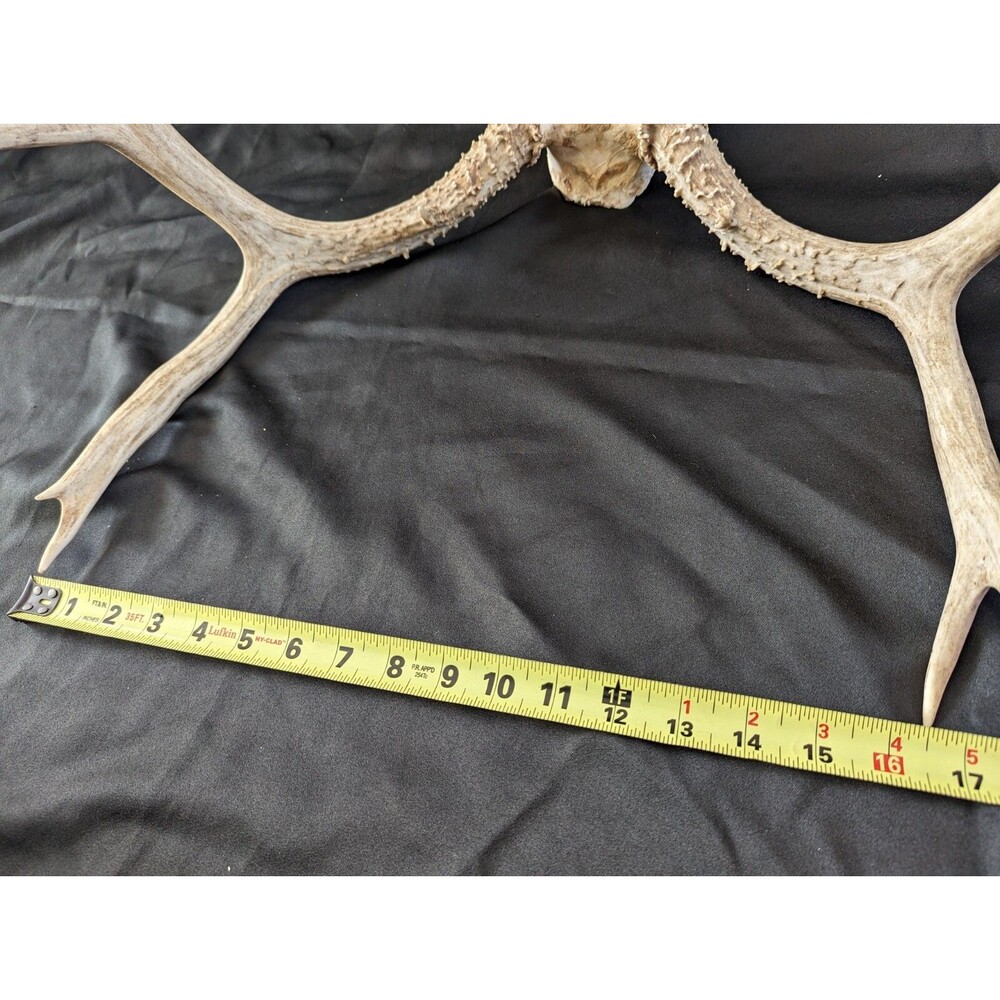 Wild 8 Point Whitetail Deer Antler Rack Horn Skull Plate Man Cave Tall - Picture 11 of 11